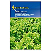 Kiepenkerl Salatsamen Pflücksalat Australischer gelber (Lactuca sativa, Erntezeit: April) | BAUHAUS