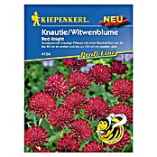 Kiepenkerl Profi-Line Blumensamen Knautie / Witwenblume (Knautia macedonica, Rot) | BAUHAUS