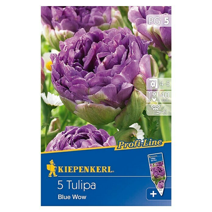 Kiepenkerl Profi-Line FrühlingsblumenzwiebelnTulipa 'Blue Wow', Lila, 5 Stk. Front View