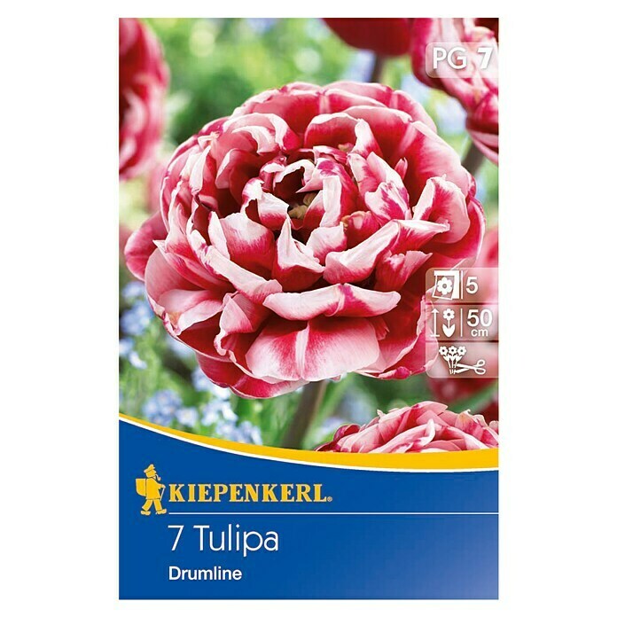 Kiepenkerl FrühlingsblumenzwiebelnTulipa 'Drumline', 7 Stk. Front View