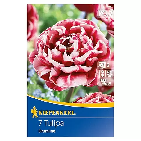 Kiepenkerl  Frühlingsblumenzwiebeln