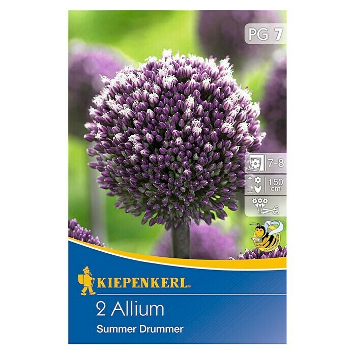 KIEPENKERL Zierlauch Allium 'Summer Drummer'