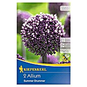 ALLIUM SUMMER DRUMMER