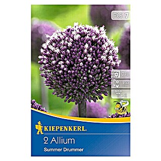 Kiepenkerl Frühlingsblumenzwiebeln Zierlauch 'Summer Drummer' (Allium x hybrida, 2 Stk.)