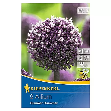 Kiepenkerl  Frühlingsblumenzwiebeln Zierlauch 'Summer Drummer'