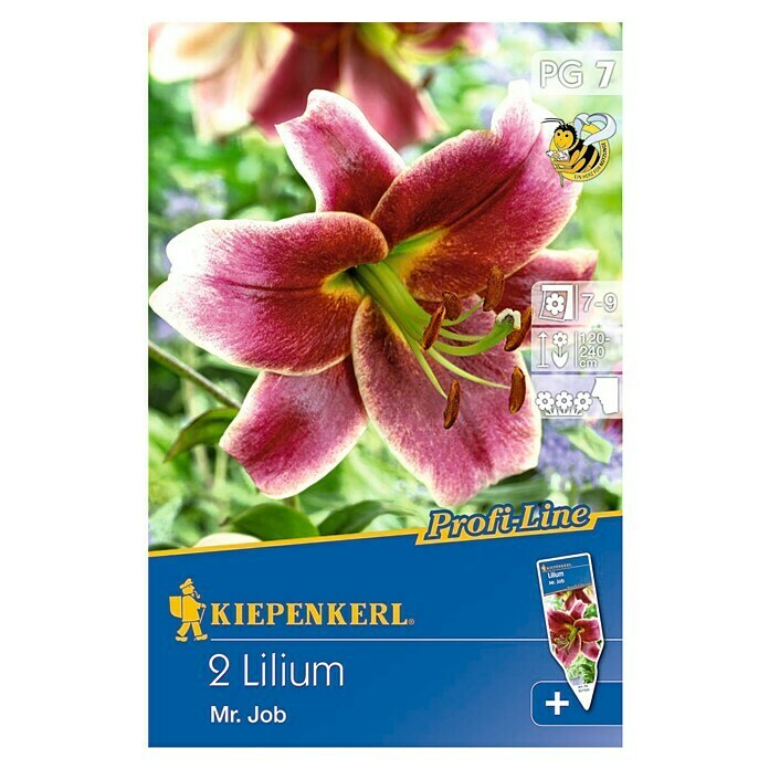 Kiepenkerl Profi-Line Sommerblumenzwiebeln Lilie 'Mr. Job'Lilium x hybrida, 2 Stk. Front View