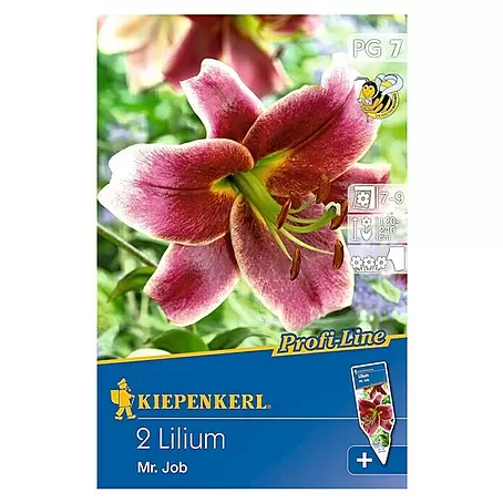 Kiepenkerl Profi-Line Sommerblumenzwiebeln Lilie 'Mr. Job'