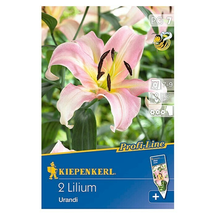 Kiepenkerl Profi-Line Sommerblumenzwiebeln Lilie 'Urandi'Lilium x hybrida, 2 Stk. Front View