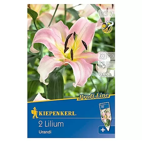 Kiepenkerl Profi-Line Sommerblumenzwiebeln Lilie 'Urandi'