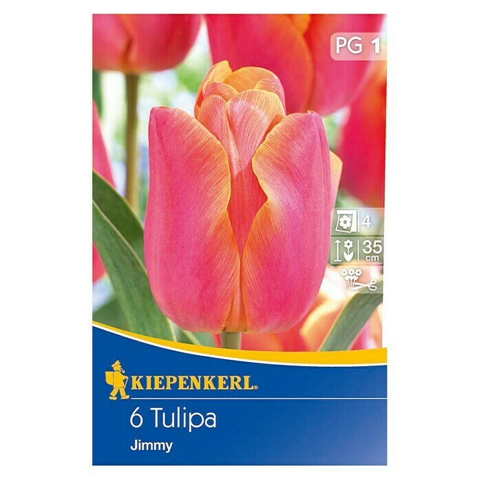 TULPE JIMMY