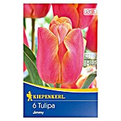 TULPE JIMMY