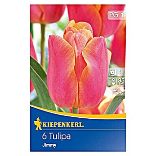 Kiepenkerl Frühlingsblumenzwiebeln (Tulipa 'Jimmy', 6 Stk.)