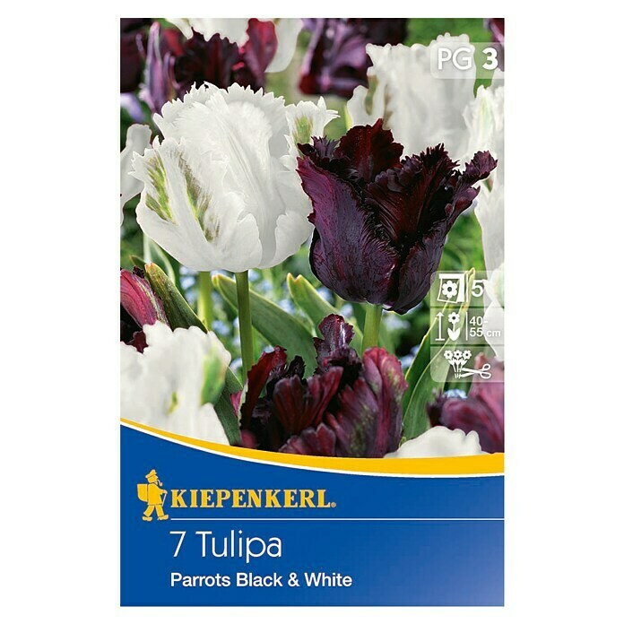 Kiepenkerl Frühlingsblumenzwiebel-MixTulipa 'Parrots Black & White', 7 Stk. Front View