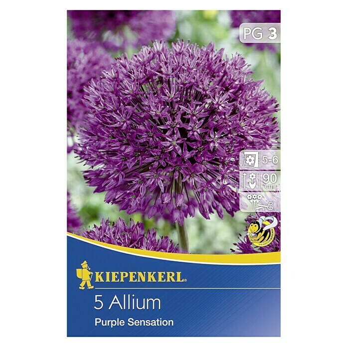 Kiepenkerl Frühlingsblumenzwiebeln Zierlauch 'Purple Sensation'Allium aflatunense, 5 Stk. Front View