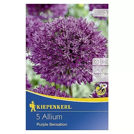 Kiepenkerl  Frühlingsblumenzwiebeln Zierlauch 'Purple Sensation'