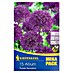 Kiepenkerl Frühlingsblumenzwiebeln Zierlauch 'Purple Sensation' 