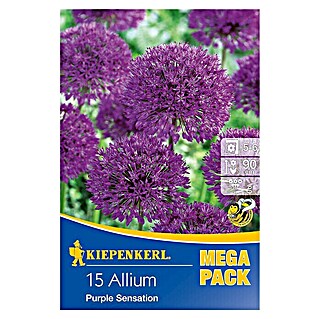 Kiepenkerl Frühlingsblumenzwiebeln Zierlauch 'Purple Sensation' (Allium aflatunense, 15 Stk.)