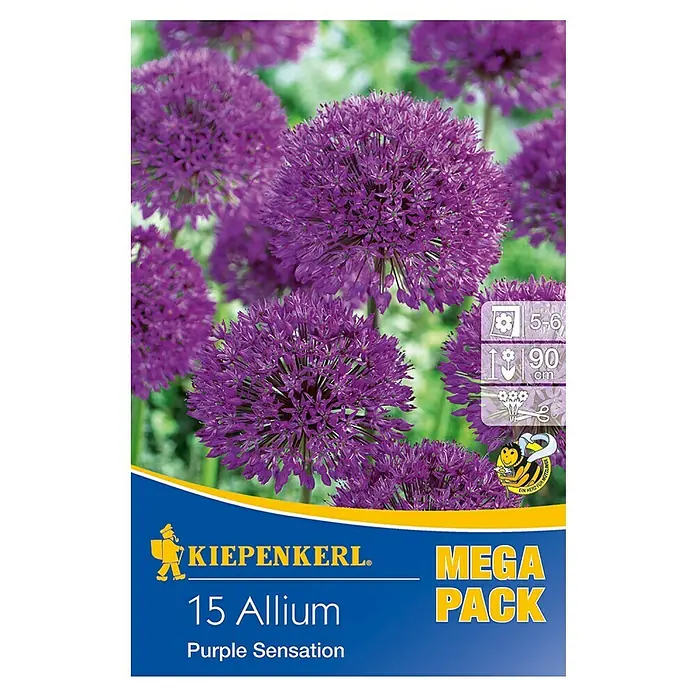 Kiepenkerl Blumenzwiebeln Zierlauch 'Purple Sensation' - Allium aflatunense, 15 Stk. - Das Bild zeigt eine Packung "Kiepenkerl 15 Allium Purple Sensation" mit wunderschönen, lila Zierlauchblüten, ideal für jeden Garten.