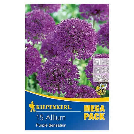 Kiepenkerl  Blumenzwiebeln Zierlauch 'Purple Sensation'