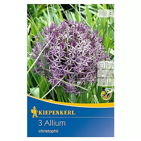 Kiepenkerl  Frühlingsblumenzwiebeln Zierlauch