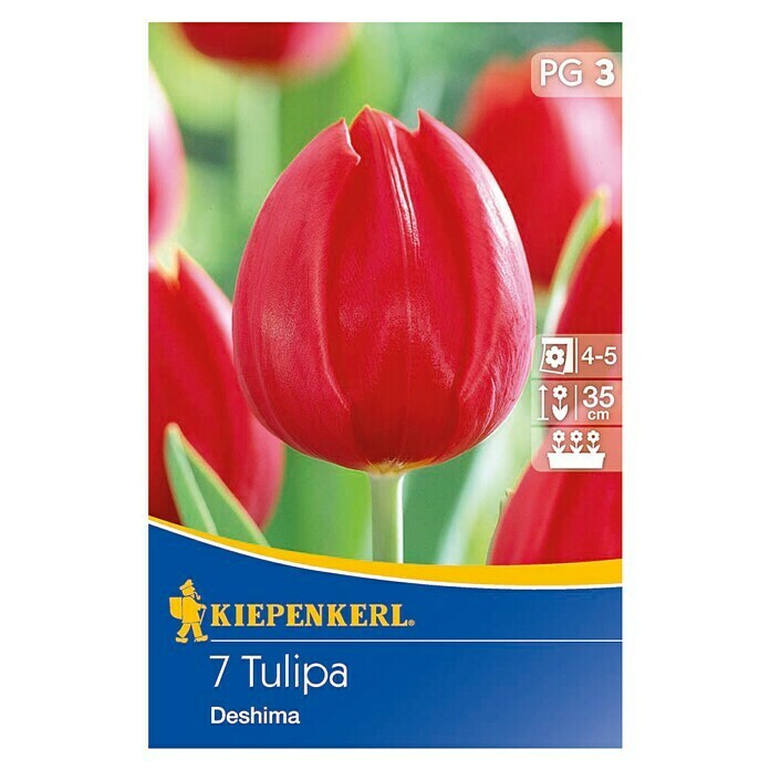 Kiepenkerl FrühlingsblumenzwiebelnTulipa 'Deshima', 7 Stk. Front View