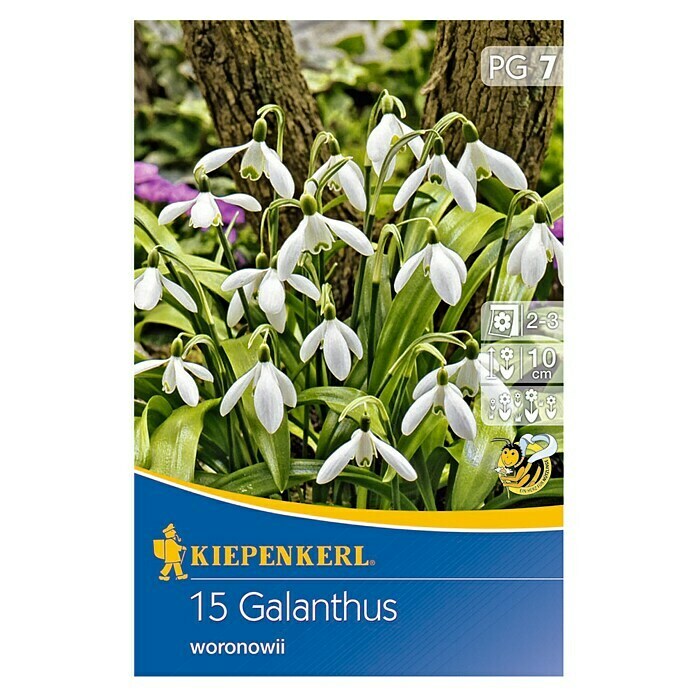 GALANTHUS WORONOWII