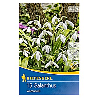 Kiepenkerl Frühlingsblumenzwiebeln Schneeglöckchen (Galanthus woronowii, 15 Stk.)