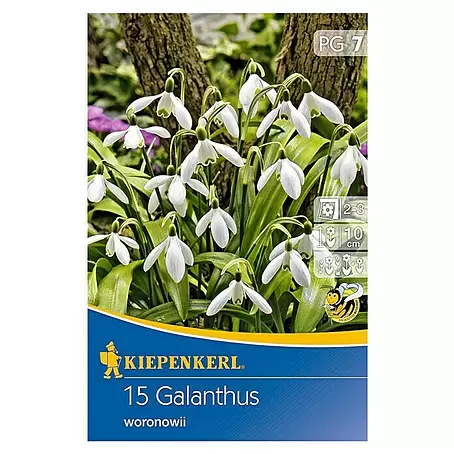 Kiepenkerl  Frühlingsblumenzwiebeln Schneeglöckchen