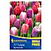 Kiepenkerl Frühlingsblumenzwiebeln Mega-Pack 