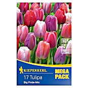 TULPE BIG PRIDE MISCHUNG