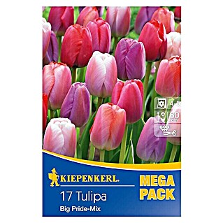 Kiepenkerl Frühlingsblumenzwiebeln Mega-Pack (Tulipa 'Big Pride Mix', Lilatöne ungefüllt, 17 Stk.)