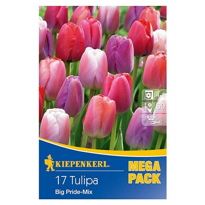 Kiepenkerl Frühlingsblumenzwiebeln Mega-PackTulipa 'Big Pride Mix', Rosa/Violett, Lilatöne ungefüllt, 17 Stk. Front View