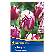 TULPE REMS SENSATION