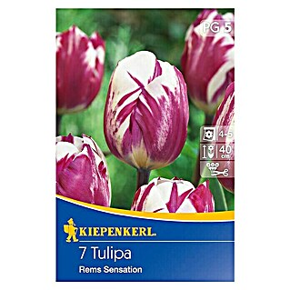 Kiepenkerl Frühlingsblumenzwiebeln (Tulipa 'Rems Sensation', 7 Stk.)