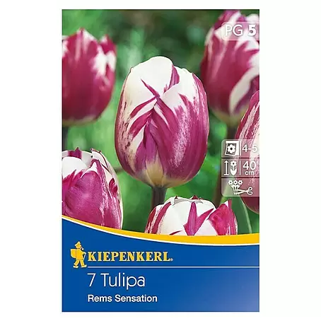 Kiepenkerl  Frühlingsblumenzwiebeln