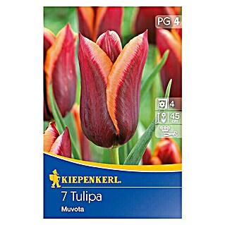 Kiepenkerl Frühlingsblumenzwiebeln (Tulipa 'Muvota', 7 Stk.)