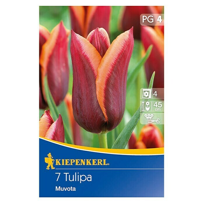 Kiepenkerl FrühlingsblumenzwiebelnTulipa 'Muvota', 7 Stk. Front View