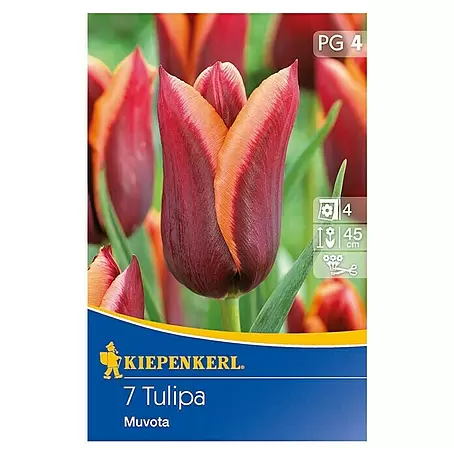 Kiepenkerl  Frühlingsblumenzwiebeln