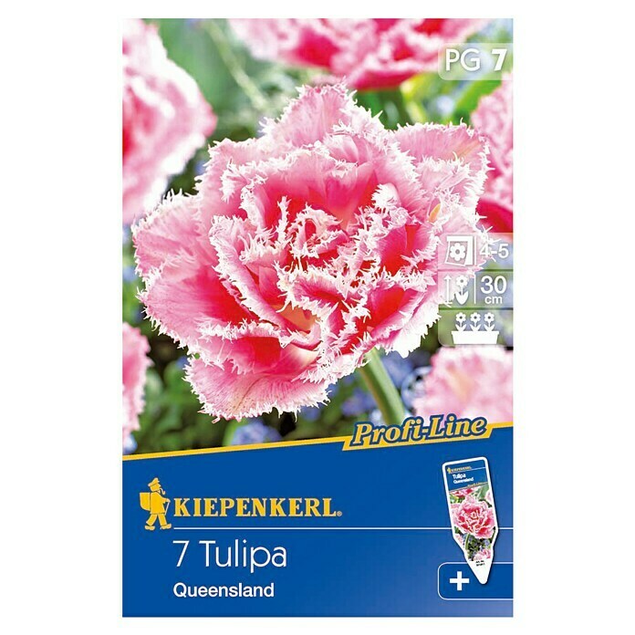 Kiepenkerl Profi-Line Bulbes de fleurs printanières 'Queensland'