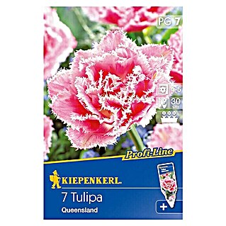 Kiepenkerl Profi-Line Frühlingsblumenzwiebeln (Tulipa 'Queensland', Rosa mit weißem Rand, 7 Stk.)