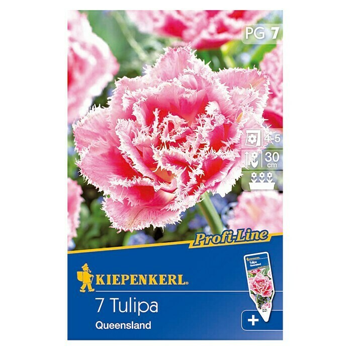 Kiepenkerl Profi-Line FrühlingsblumenzwiebelnTulipa 'Queensland', Rosa mit weißem Rand, 7 Stk. Front View