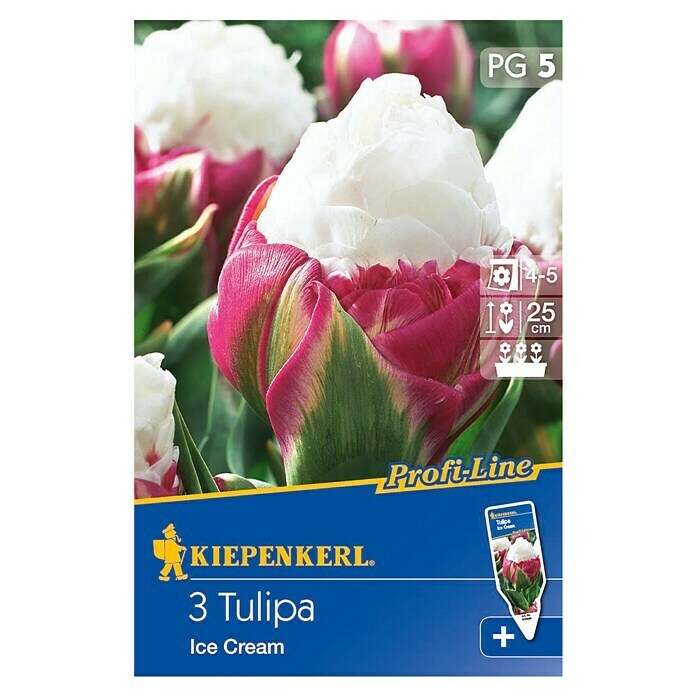 Kiepenkerl Profi-Line Frühlingsblumenzwiebeln (Tulipa 'Ice Cream', Violett/Weiß, 3 Stk.) | BAUHAUS