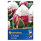 Kiepenkerl Profi-Line Frühlingsblumenzwiebeln (Tulipa 'Ice Cream', Violett/Weiß, 3 Stk.) | BAUHAUS