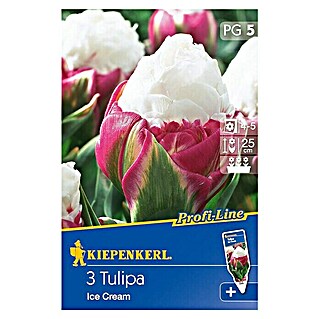 Kiepenkerl Profi-Line Frühlingsblumenzwiebeln (Tulipa 'Ice Cream', Violett/Weiß, 3 Stk.)
