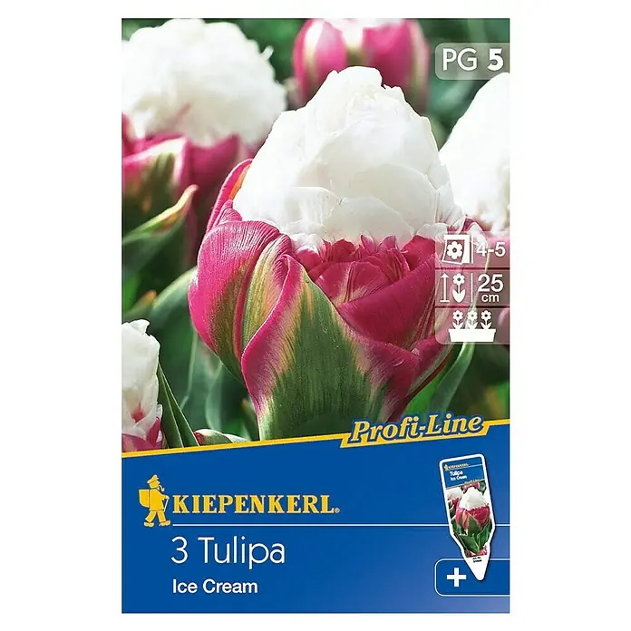 Kiepenkerl Profi-Line Blumenzwiebeln Tulpe - Tulipa 'Ice Cream', Violett/Weiß, 3 Stk. - Produktbild einer 'Ice Cream' Tulpenpackung von Kiepenkerl mit drei Zwiebeln. Die Tulpe hat eine pinkfarbene Basis und eine weiße Spitze.
