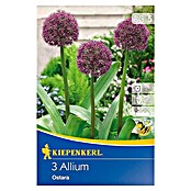 Kiepenkerl Frühlingsblumenzwiebeln Zierlauch 'Ostara' (Allium x hybrida, 3 Stk.) | BAUHAUS