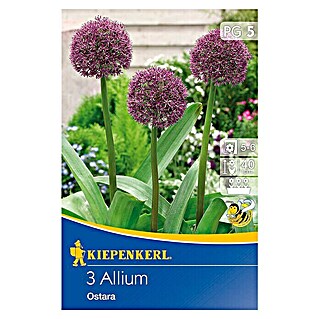 Kiepenkerl Frühlingsblumenzwiebeln Zierlauch 'Ostara' (Allium x hybrida, 3 Stk.)