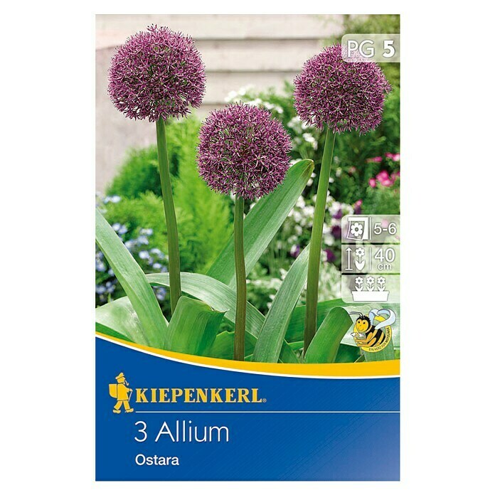 Kiepenkerl Frühlingsblumenzwiebeln Zierlauch 'Ostara'Allium x hybrida, 3 Stk. Front View