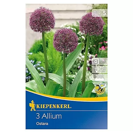 Kiepenkerl  Frühlingsblumenzwiebeln Zierlauch 'Ostara'