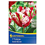 Kiepenkerl Frühlingsblumenzwiebeln (Tulipa 'Estella Rijnveld', 10 Stk.) | BAUHAUS